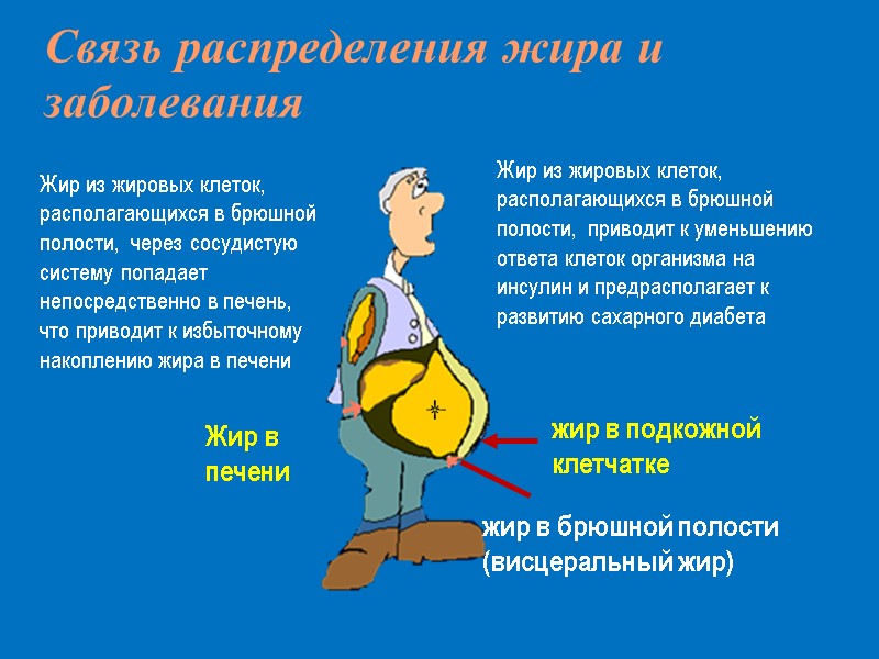 Жир в печени жир в подкожной клетчатке жир в брюшной полости (висцеральный жир) Жир